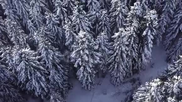 冬季针叶林带复印机从上面看空中景观视频的预览图