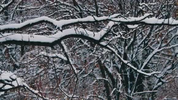 下雪的冬季森林视频的预览图