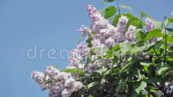 紫丁香的灌木视频的预览图