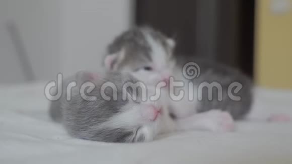 有趣的视频生活方式两只宠物可爱的新生小猫睡觉团队在床上宠物概念宠物概念小猫视频的预览图
