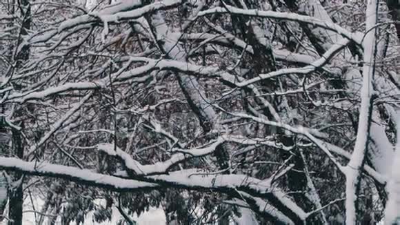 下雪的冬季森林视频的预览图