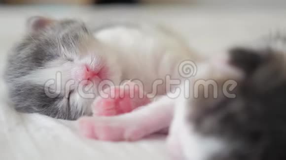 搞笑视频两只宠物可爱新生小猫睡觉团队在床上宠物概念宠物概念小生活猫视频的预览图