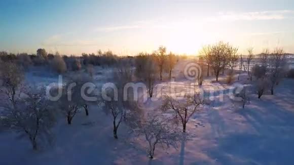 美丽的雪景冬天的树日落空中镜头四处飞行视频的预览图