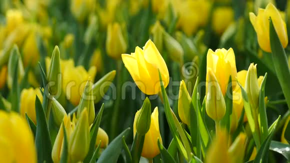 多种黄色郁金香的自然背景视频的预览图