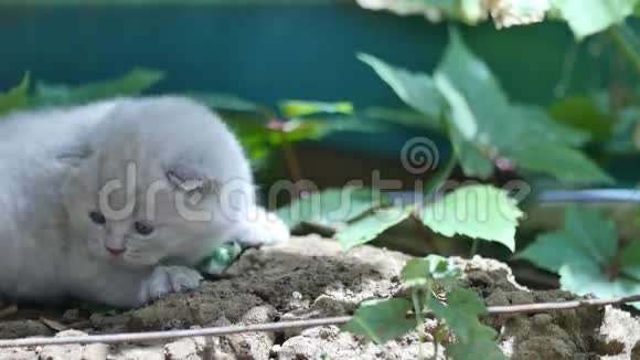 可爱的小猫花园里的英国小鸟视频的预览图