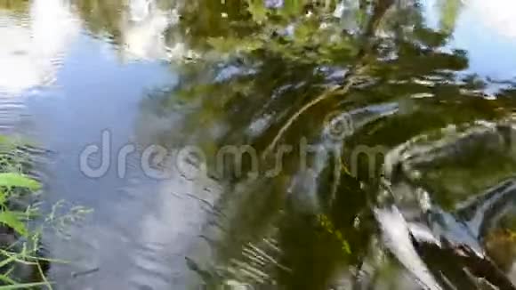 抽象夏季河溪背景视频的预览图