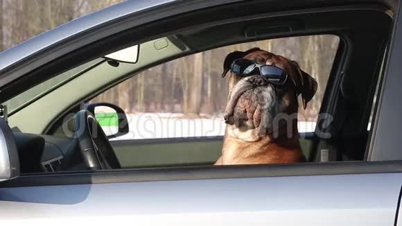 风箱狗带着太阳镜坐在驾驶座上视频的预览图