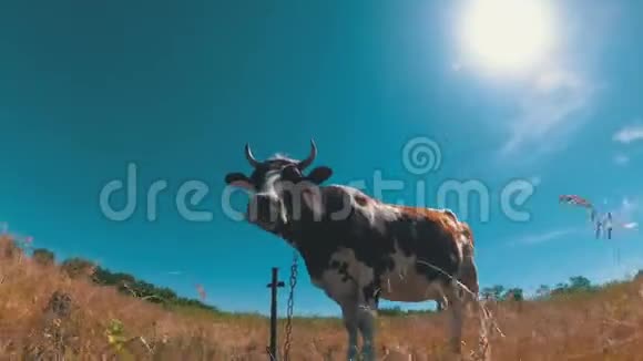 蓝天上美丽的灰白牛在草地上放牧视频的预览图