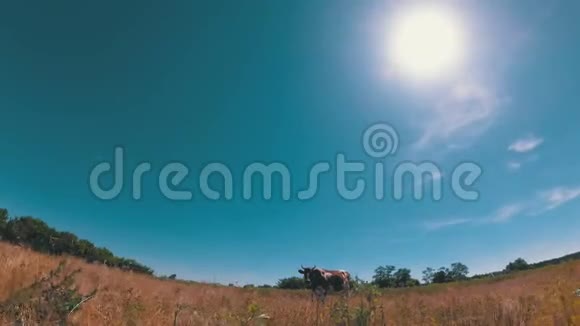 蓝天上美丽的灰白牛在草地上放牧视频的预览图