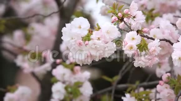 樱花带自然背景樱花季视频的预览图