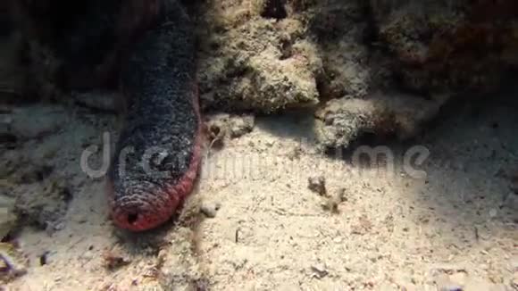 鱼礁美丽的环境红海视频的预览图