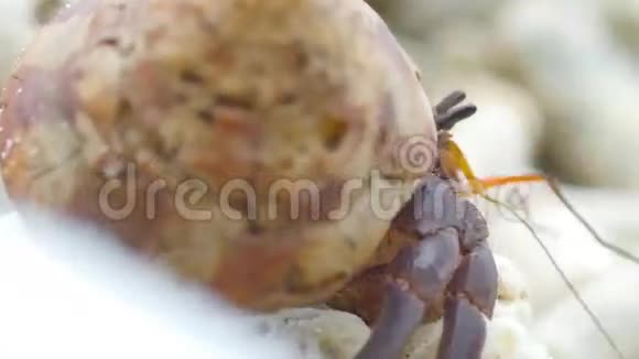 隐蟹在海滩上爬行视频的预览图