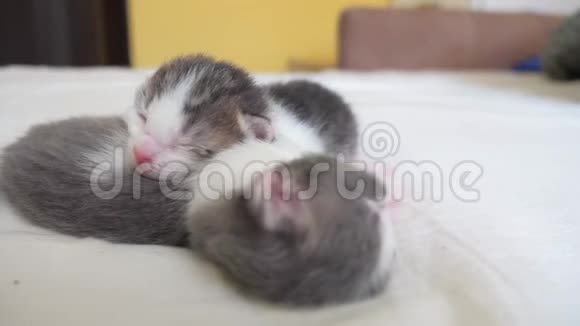 搞笑视频两只宠物可爱新生小猫睡觉团队在床上宠物概念生活方式宠物概念小宠物视频的预览图