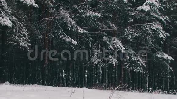 冬天的松林和白雪覆盖的圣诞树视频的预览图