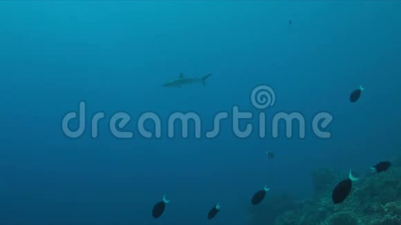 珊瑚礁上的灰礁鲨鱼视频的预览图