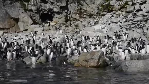 在海滩上的古图企鹅视频的预览图