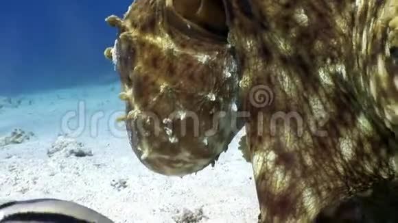 章鱼水下红海视频的预览图