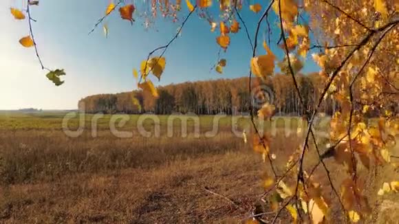 晴朗的一天白桦林中的金秋视频的预览图