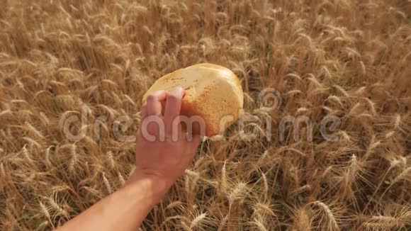 人在麦田里捧着一个金色的面包慢动作生活方式视频小麦领域的成功农学家视频的预览图