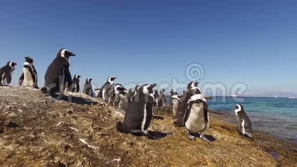 沿海岩石上的非洲企鹅视频的预览图