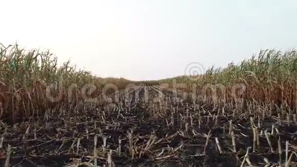 玉米地受干旱干燥的影响视频的预览图