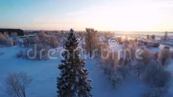 美丽的雪景冬天的树日落空中镜头四处飞行视频的预览图