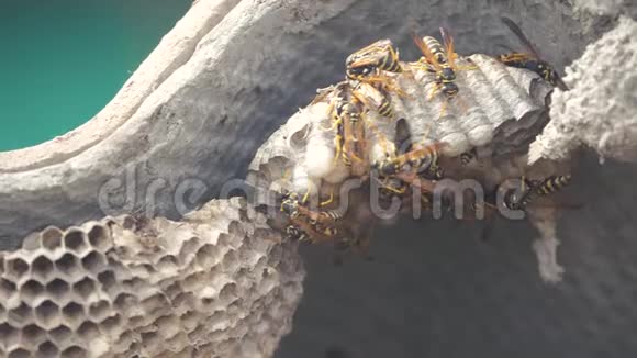 屋脊下的黄蜂病虫害黄蜂窝野生黄蜂慢动作视频过敏咬伤生活方式危险视频的预览图