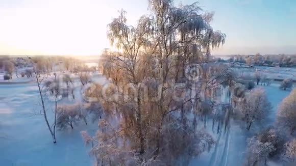 美丽的雪景冬天的树日落空中镜头四处飞行视频的预览图