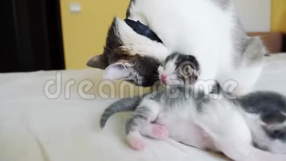 幸福的家庭猫妈妈和新生的小猫孩子们猫喂小猫猫舔小猫的生活方式国内国内视频的预览图