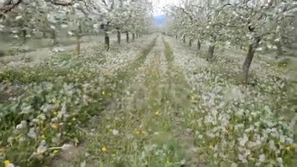 苹果园里的蒲公英视频的预览图