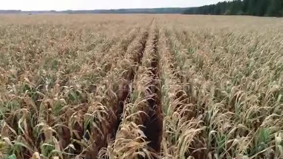 玉米地受干旱干燥的影响视频的预览图