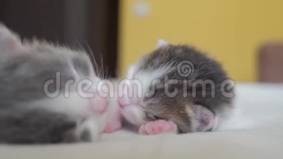 搞笑视频两只宠物可爱新生小猫睡觉团队在床上宠物概念宠物生活方式概念小猫视频的预览图