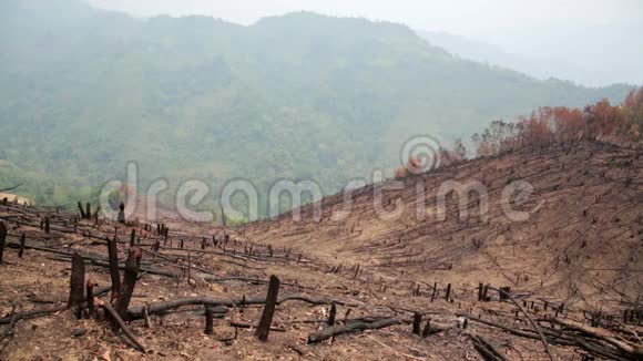 砍伐森林森林火灾后自然灾害视频的预览图