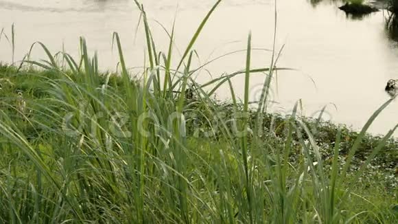 带草的河景视频的预览图