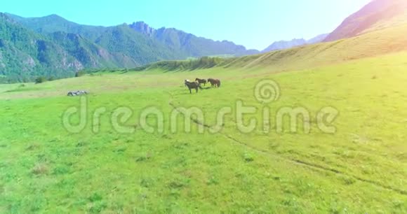 在草地上飞过野马群春山野自然自由生态概念视频的预览图