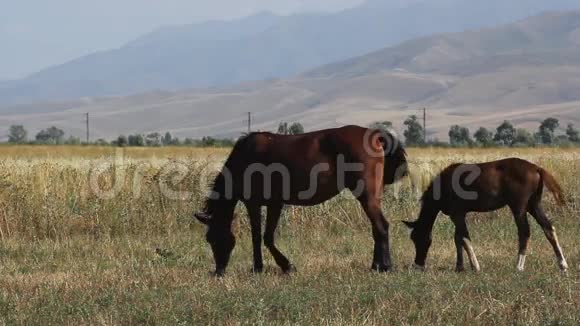 马在牧场放牧视频的预览图