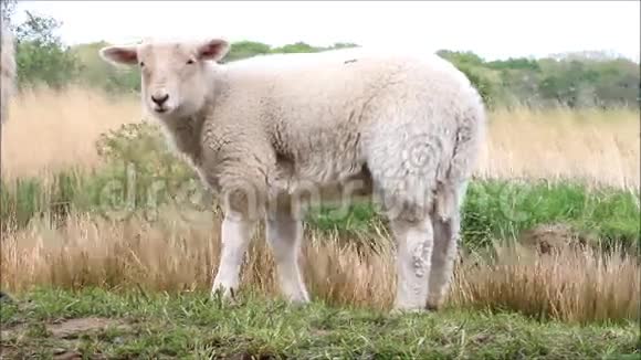 大自然中可爱的羔羊视频的预览图