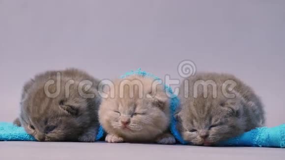 可爱的英国小猫睡觉视频的预览图