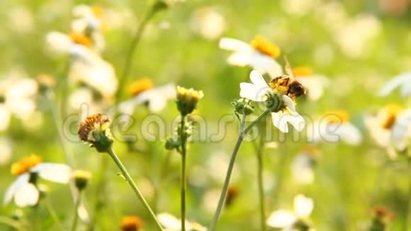 田野里有蜜蜂的草花视频的预览图