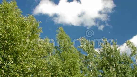 树对蓝天视频的预览图
