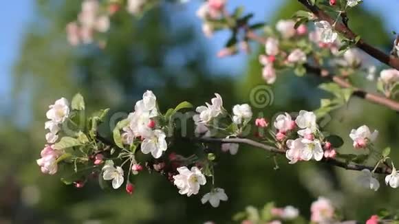 春天一个阳光明媚的日子一个欣欣向荣的花园开花时苹果树上的白色粉红色的花视频的预览图