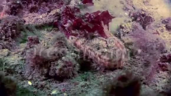 白海洋海底的鳗鱼撅着羊肉鱼百分位视频的预览图