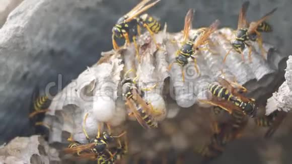 黄蜂虫屋脊下害虫黄蜂窝生活方式狂野黄蜂慢动作视频过敏咬人视频的预览图