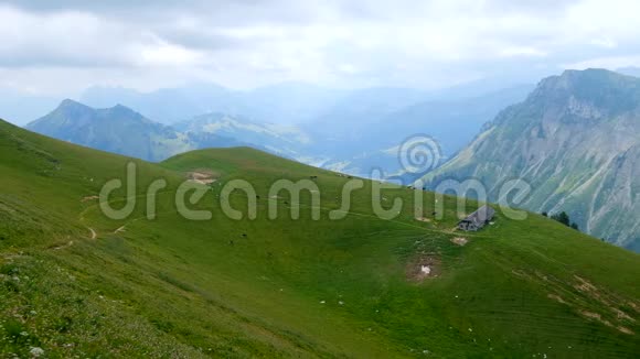 一小群牛在阿尔卑斯山的草地上放牧视频的预览图
