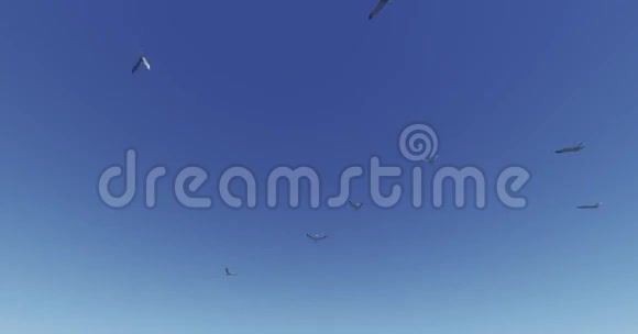 海鸥在蓝天上飞翔视频的预览图