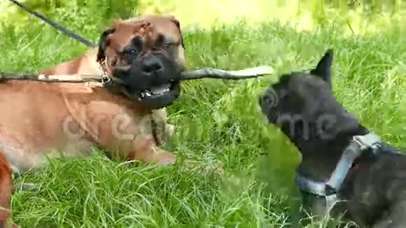狗法国斗牛犬和牛獒视频的预览图