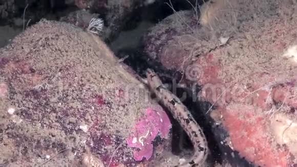 白海洋海底的鳗鱼撅着羊肉鱼百分位视频的预览图