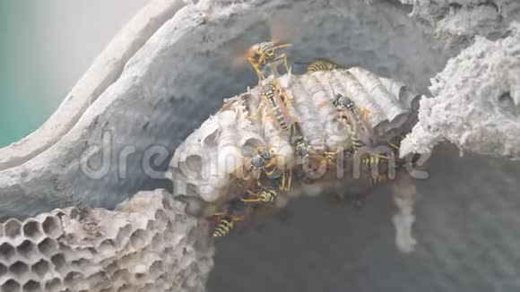 屋脊下的黄蜂病虫害黄蜂窝野生黄蜂慢动作视频生活方式过敏危险咬伤危险视频的预览图