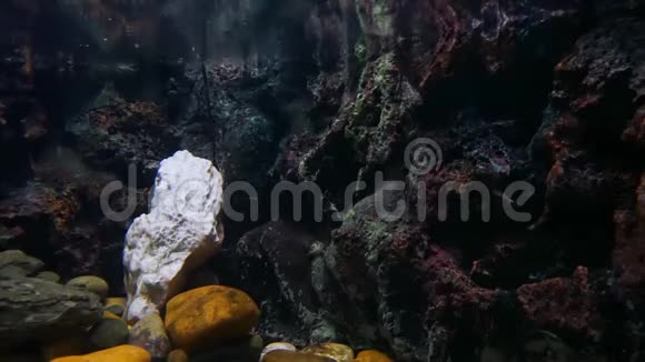 鱼缸和氧气机在鱼缸里视频的预览图