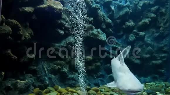 海洋馆里美丽的鱼对水生植物的装饰背景鱼缸里的一条五颜六色的鱼视频的预览图